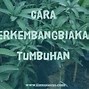 Tanaman Yang Berkembang Biak Dengan Cara Stolon